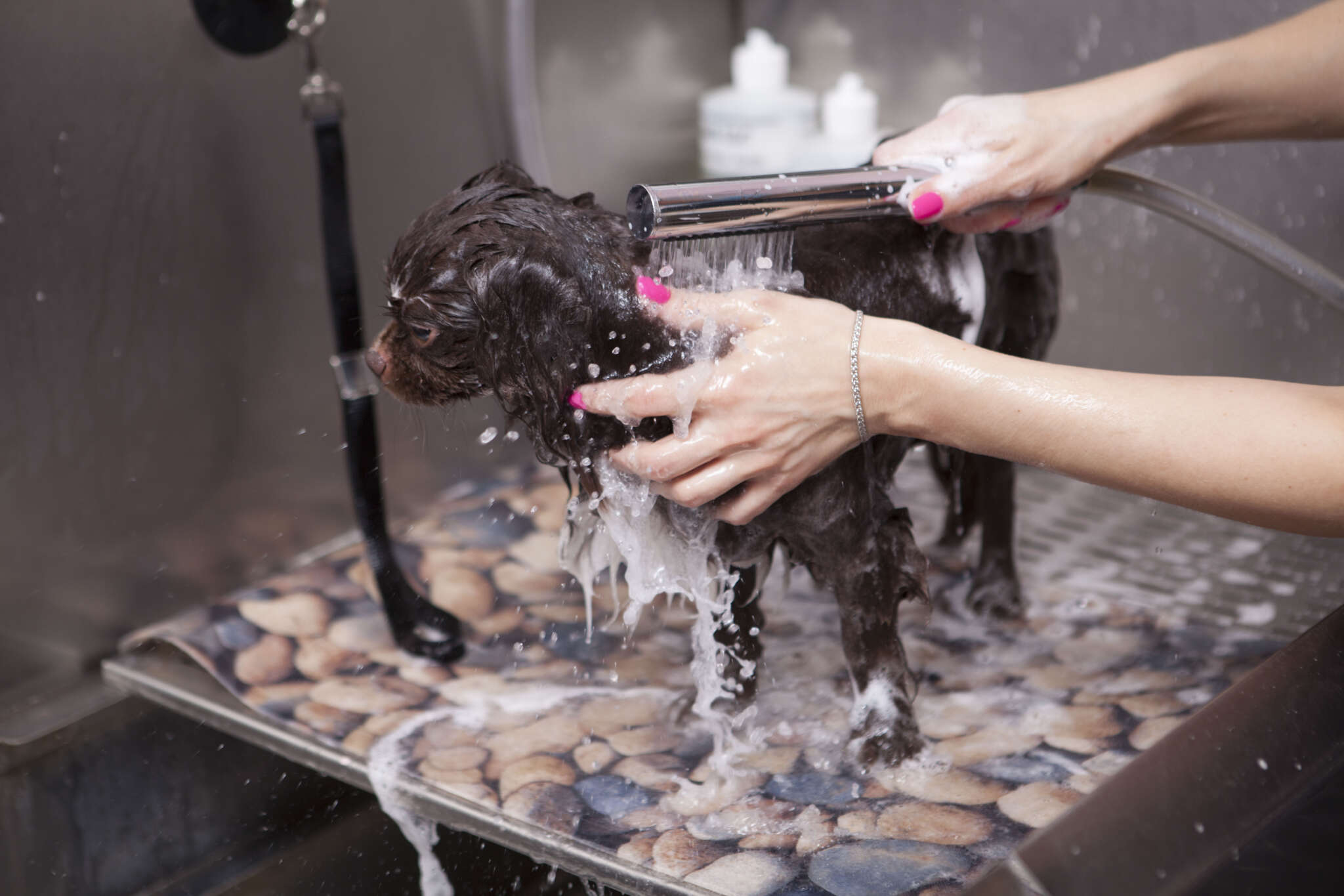 Picture of DIY Dog Grooming: Easy At-Home Tips for a Perfect Pooch